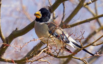 Chinese Grosbeak