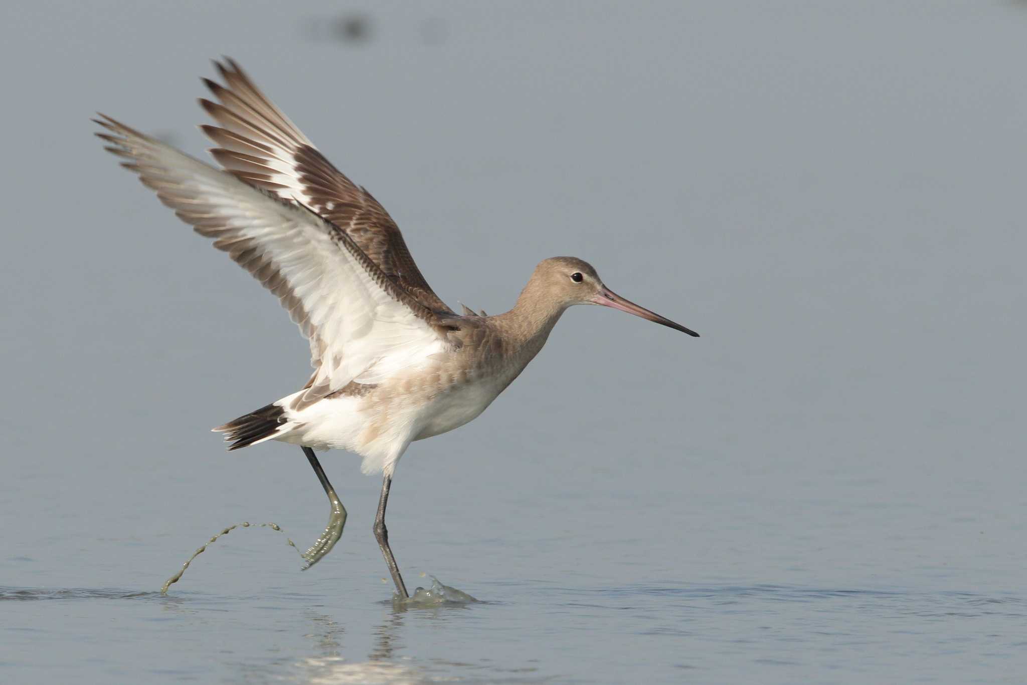 Photo of Black-tailed Godwit at ペッチャブリー　塩田エリア by Hatamoto Akihiro