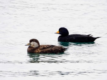 Black Scoter