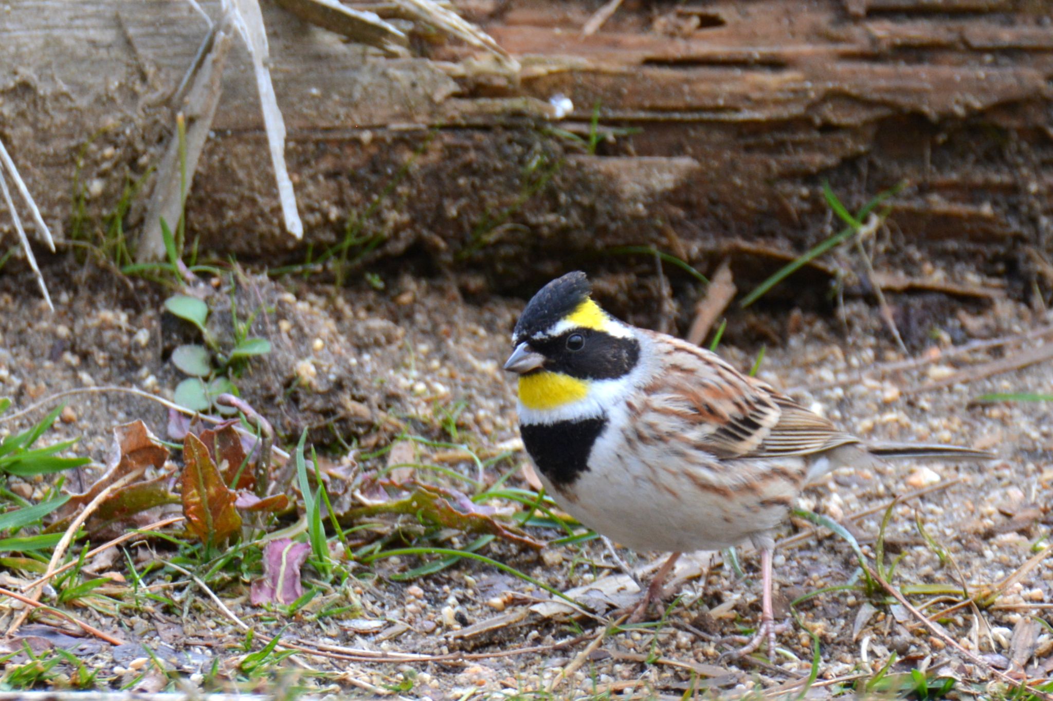 Photo of Yellow-throated Bunting at  by Taku Fuji