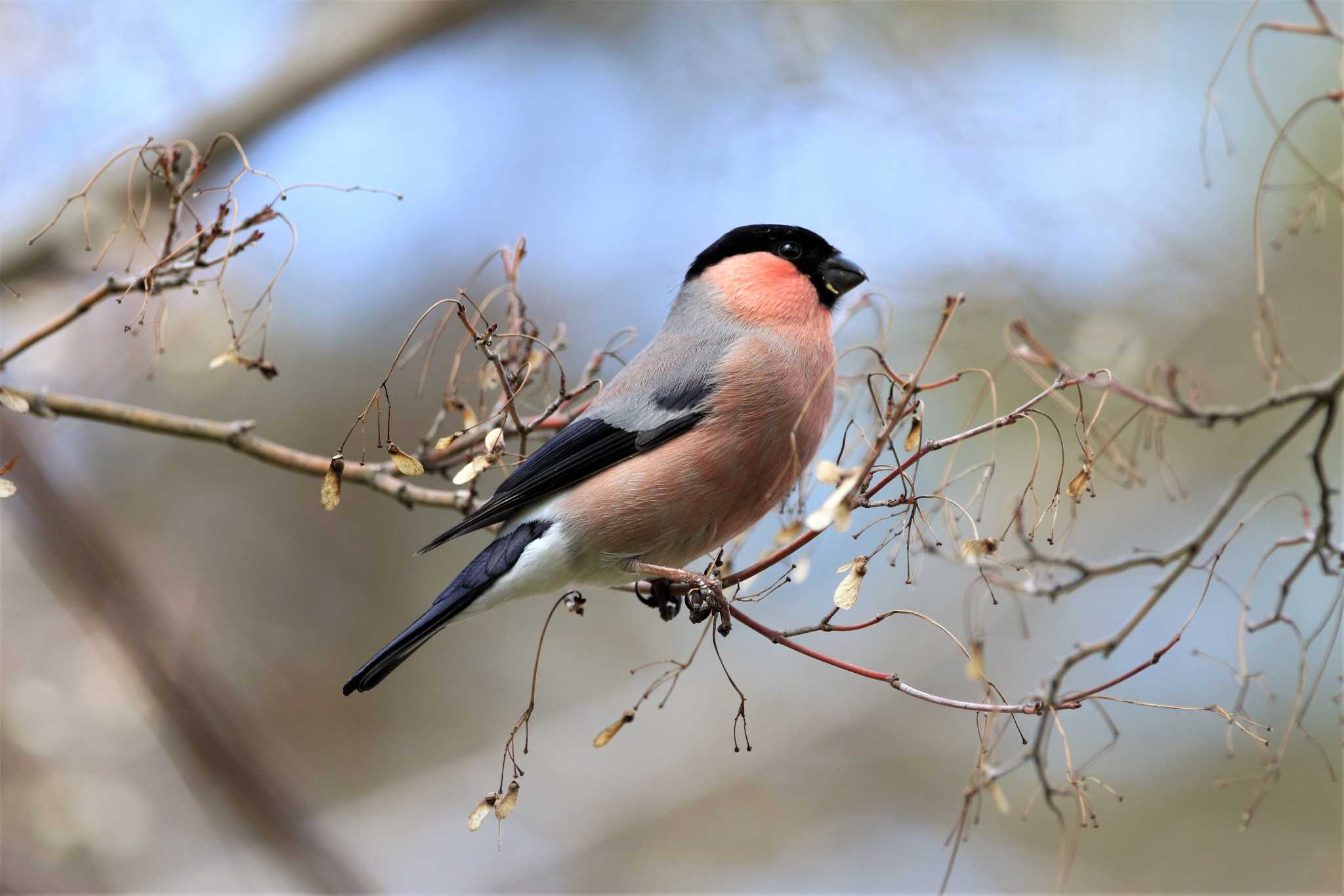 Photo of Eurasian Bullfinch(rosacea) at Showa Kinen Park by ゆず大好き