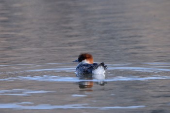 Smew Unknown Spots Fri, 2/21/2020