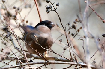 Eurasian Bullfinch Unknown Spots Unknown Date