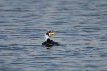 カワウ 場所が不明 2020年2月21日(金)