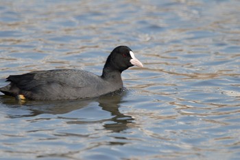 Eurasian Coot Unknown Spots Fri, 2/21/2020