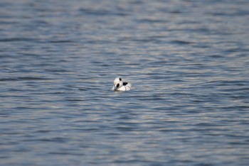 Smew Unknown Spots Fri, 2/21/2020