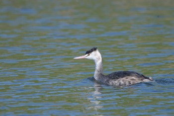 Great Crested Grebe Unknown Spots Fri, 2/21/2020