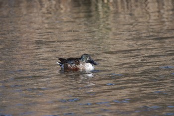 Northern Shoveler Unknown Spots Fri, 2/21/2020