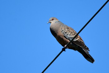 Oriental Turtle Dove Unknown Spots Unknown Date