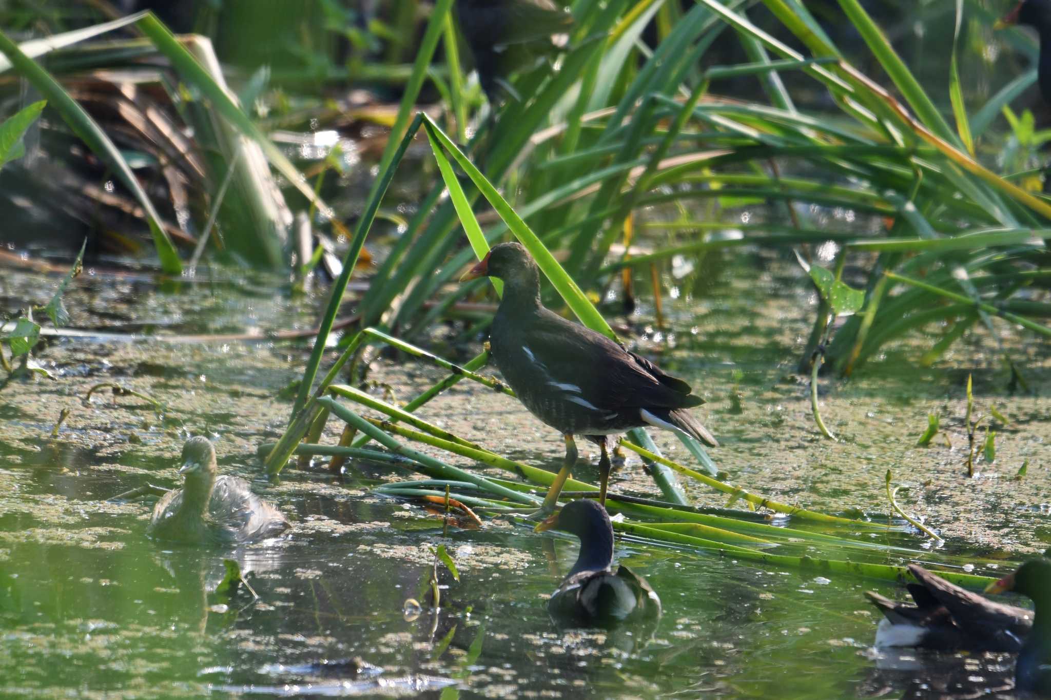 Common Moorhen