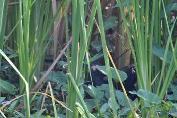 Grey-headed Swamphen タイ Sat, 2/8/2020