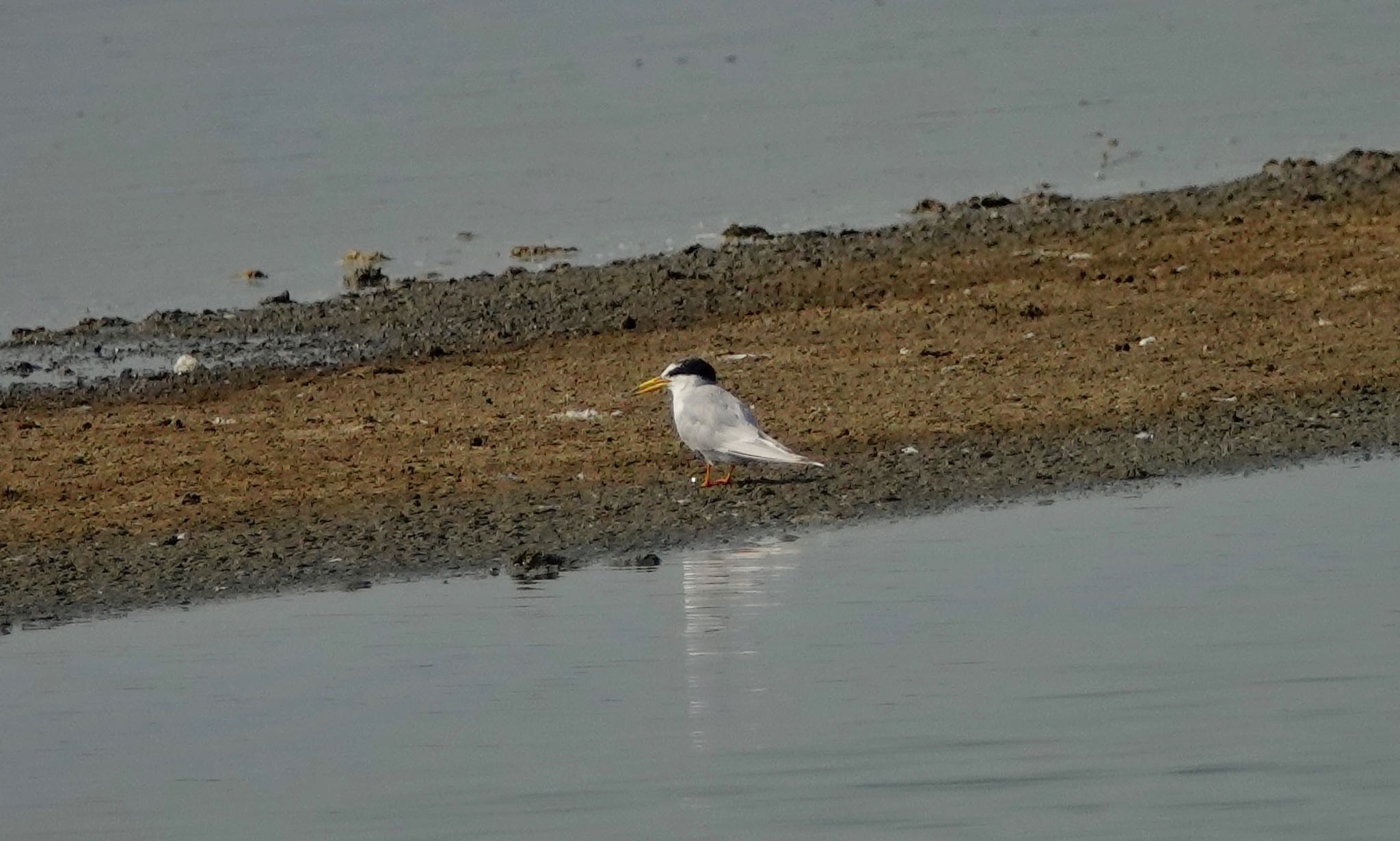 Little Tern