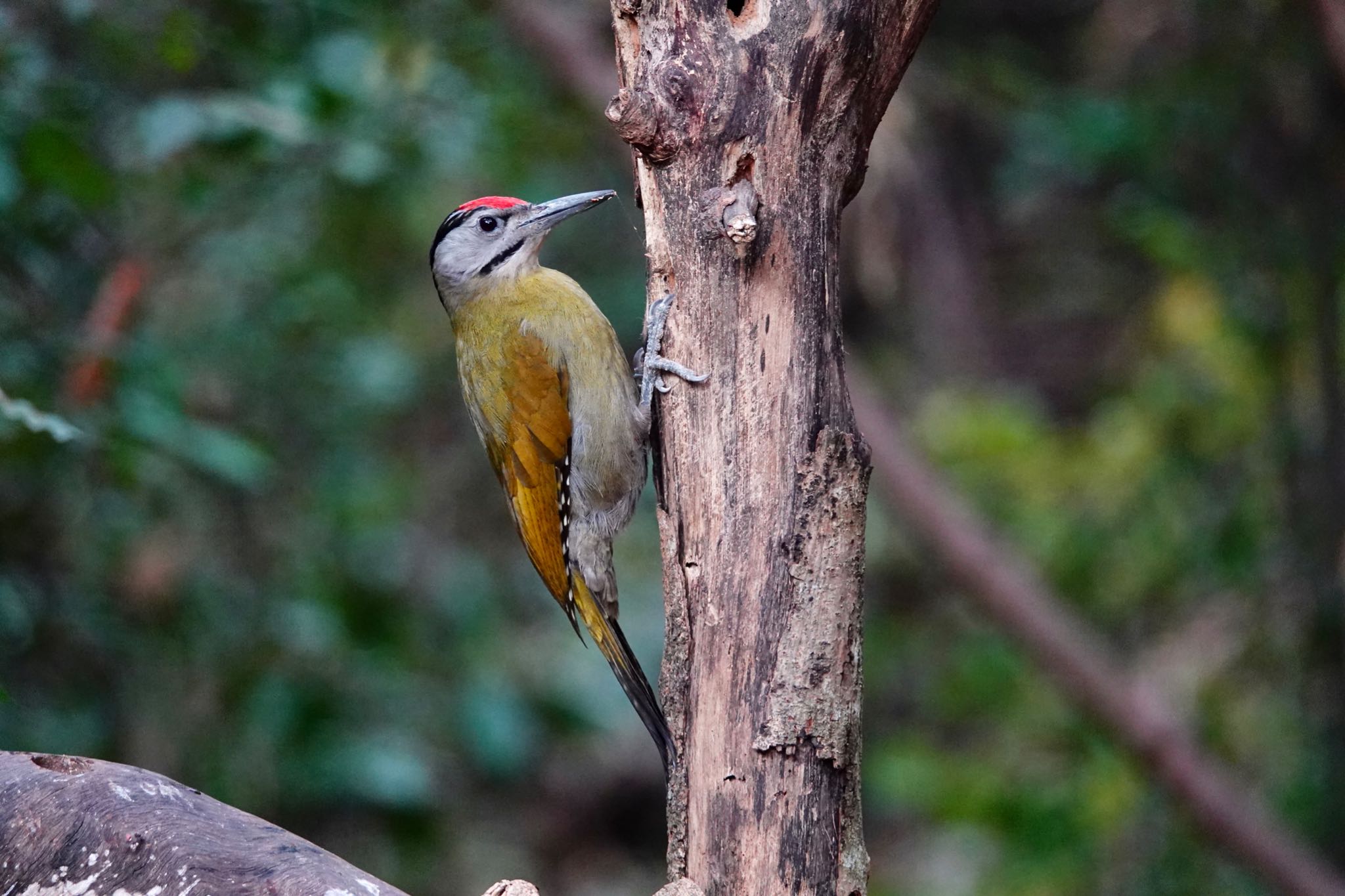 Photo of Grey-headed Woodpecker at タイ中部 by のどか