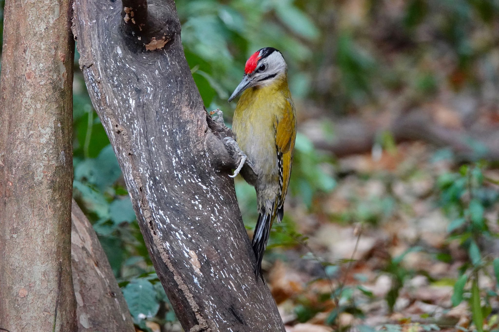 Photo of Grey-headed Woodpecker at タイ中部 by のどか