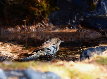 Tue, 11/3/2015 Birding report at Okuniwaso(Mt. Fuji)