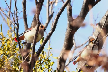 Japanese Waxwing Higashitakane Forest park Wed, 2/19/2020