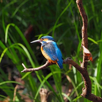 Common Kingfisher Higashitakane Forest park Sat, 2/22/2020