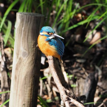 Common Kingfisher Higashitakane Forest park Sat, 2/22/2020