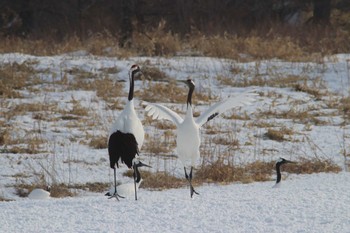 タンチョウ 鶴見台 2019年2月11日(月)