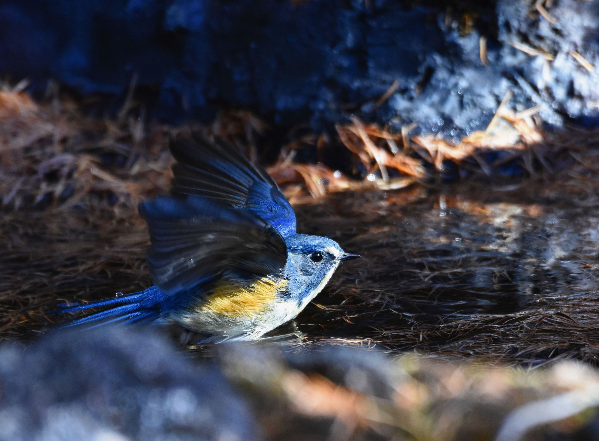 Photo of Red-flanked Bluetail at Okuniwaso(Mt. Fuji) by Trio