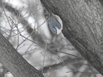 Eurasian Nuthatch(asiatica)