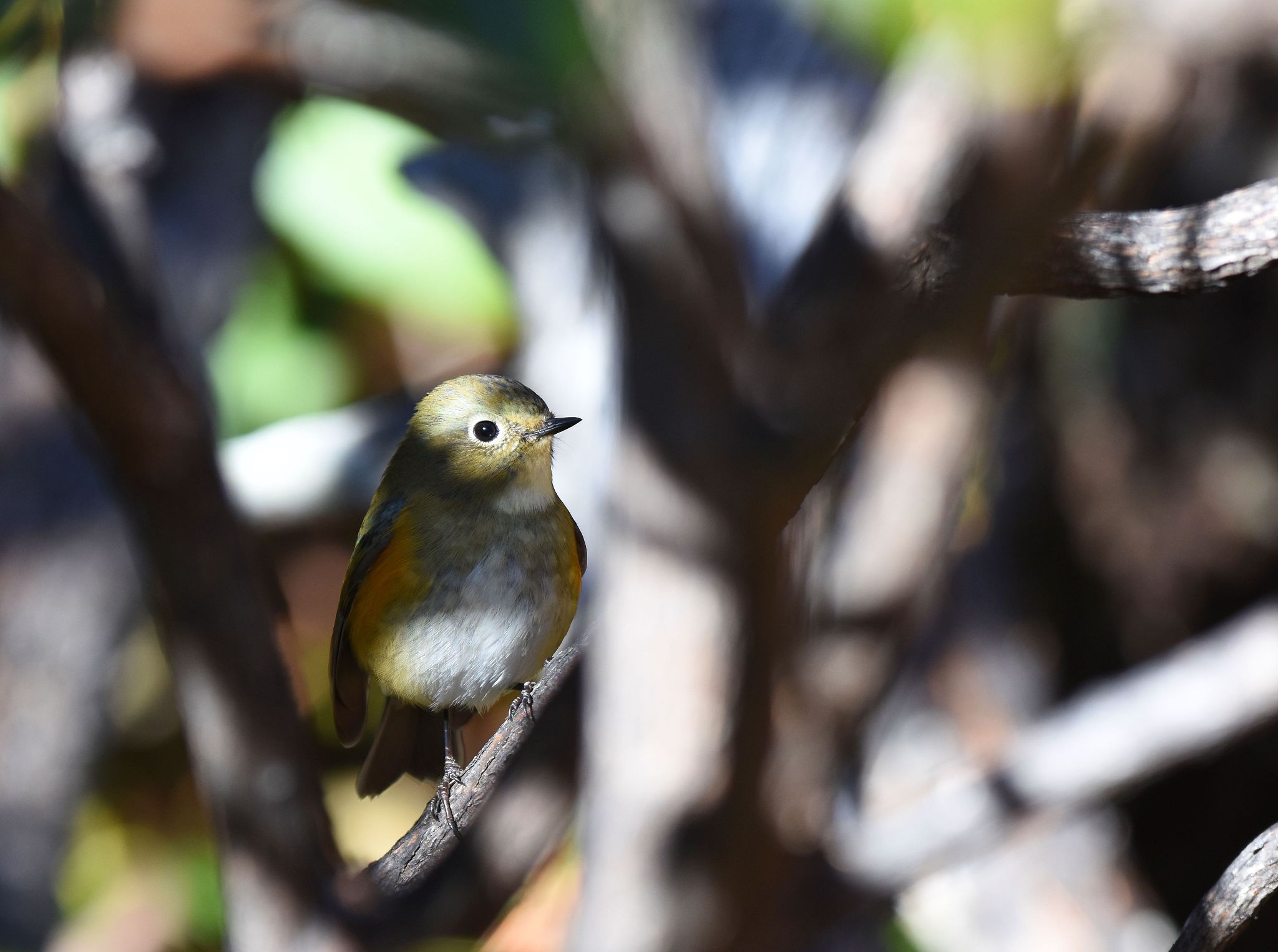 Photo of Red-flanked Bluetail at Okuniwaso(Mt. Fuji) by Trio