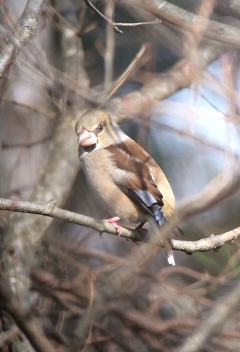 Hawfinch 馬見丘陵公園 Sun, 2/2/2020