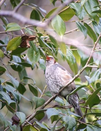 Brown-eared Bulbul 馬見丘陵公園 Sat, 1/25/2020