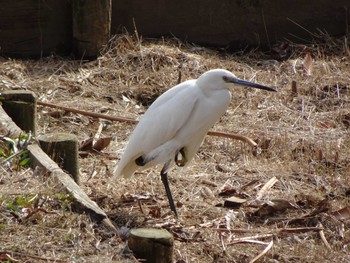 2020年2月22日(土) 薬師池公園の野鳥観察記録