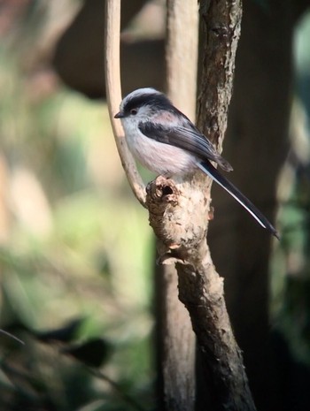 Long-tailed Tit 馬見丘陵公園 Sat, 3/2/2019