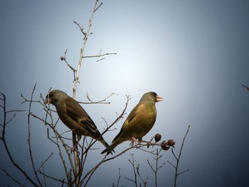 Grey-capped Greenfinch 馬見丘陵公園 Sun, 2/24/2019