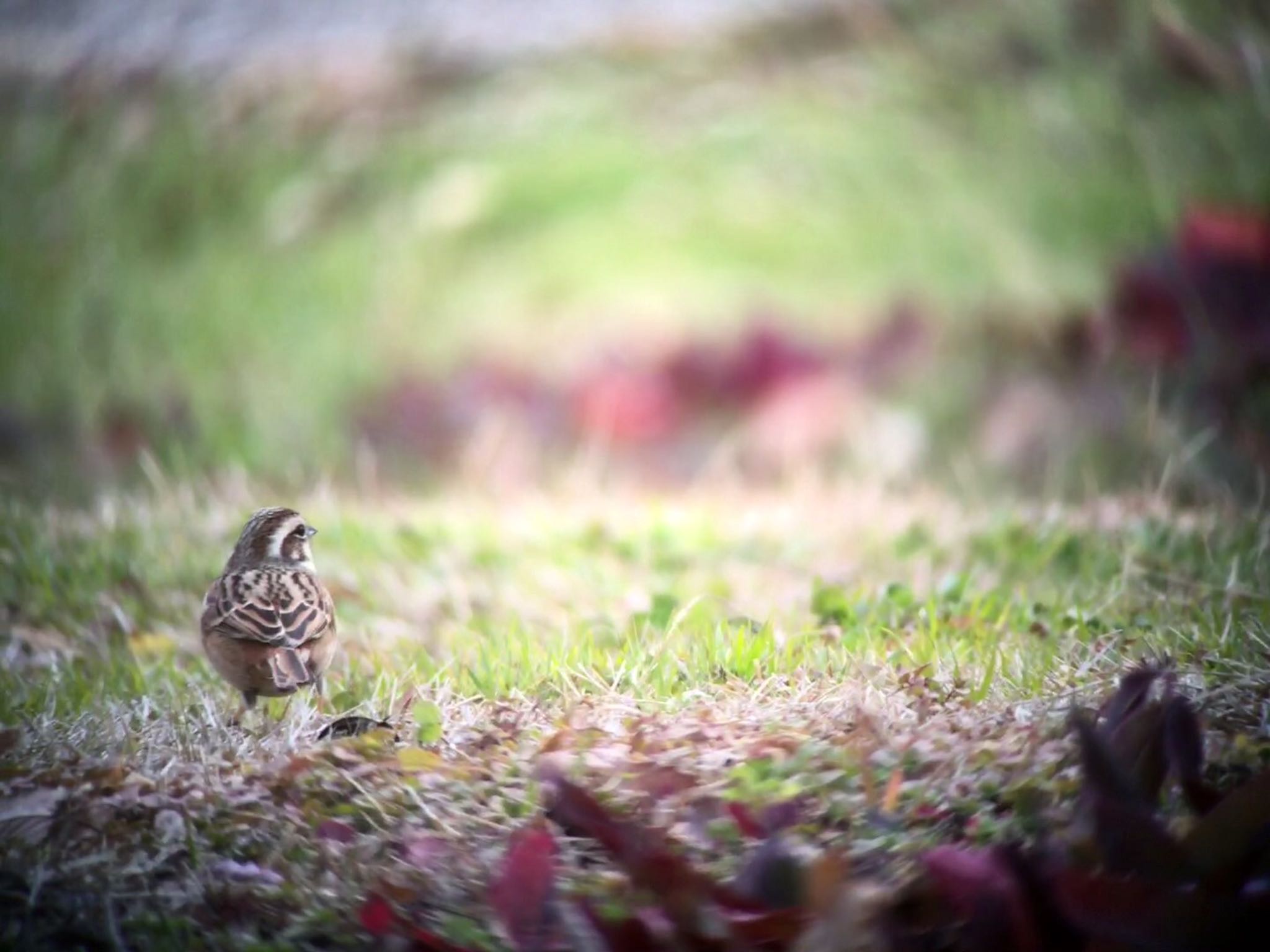 馬見丘陵公園 ホオジロの写真 by  takatang