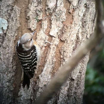 Japanese Pygmy Woodpecker 馬見丘陵公園 Sun, 1/27/2019