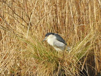 2020年2月22日(土) 都立浮間公園の野鳥観察記録