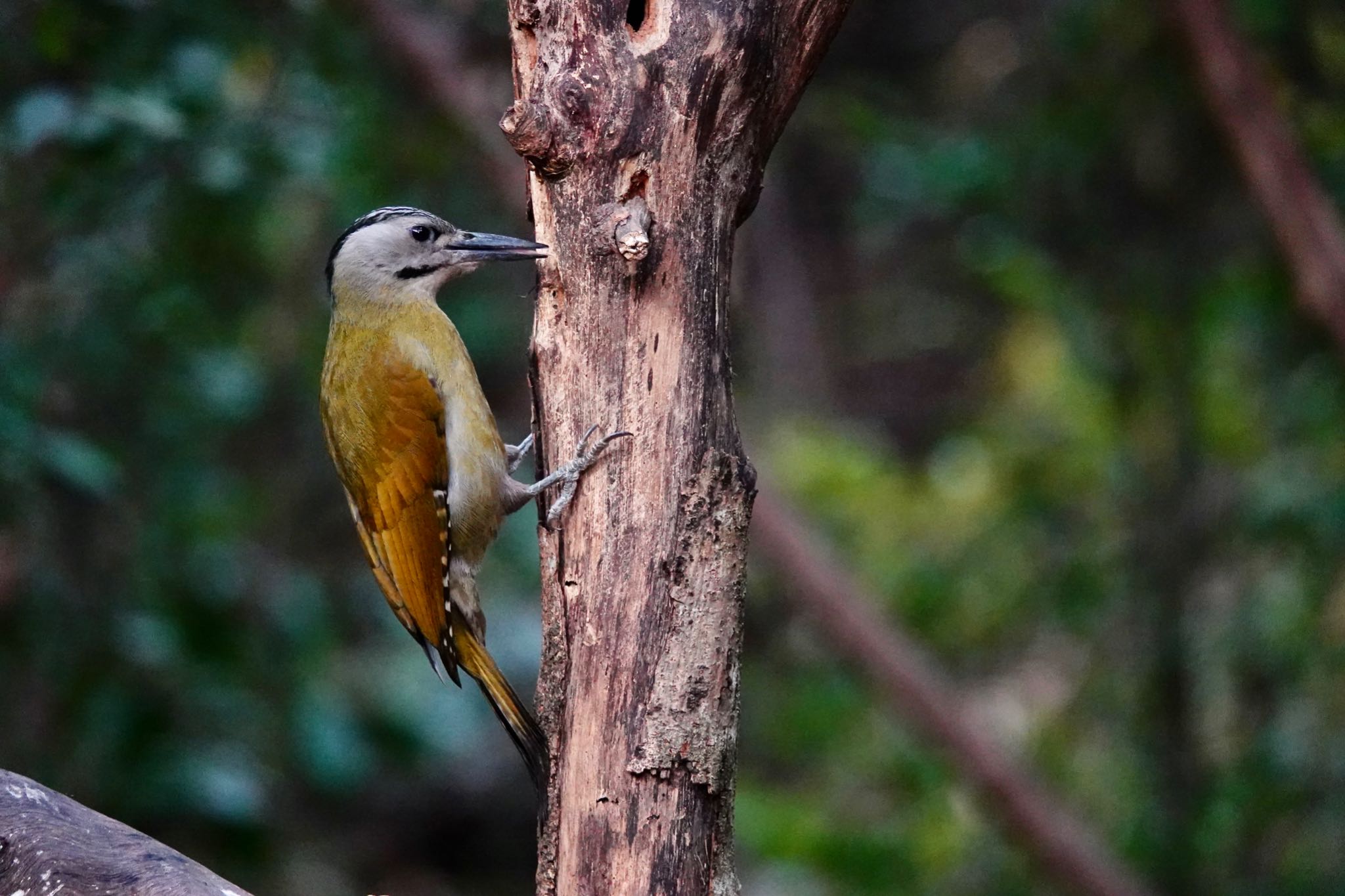 Photo of Grey-headed Woodpecker at タイ中部 by のどか