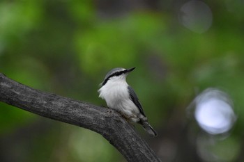 ゴジュウカラ 円山公園 2015年8月20日(木)