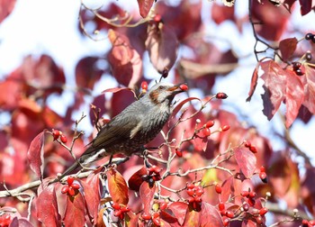 2015年11月1日(日) 都立狭山公園の野鳥観察記録