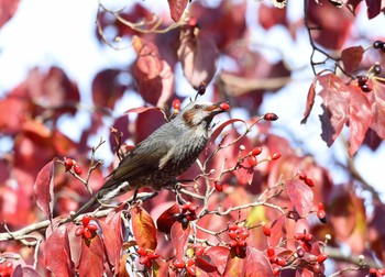 ヒヨドリ 都立狭山公園 2015年11月1日(日)