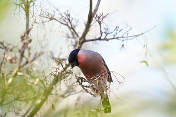 Eurasian Bullfinch(rosacea) 東京都多摩地域 Sat, 2/22/2020