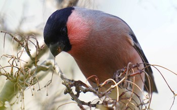 Eurasian Bullfinch(rosacea) 東京都多摩地域 Sat, 2/22/2020