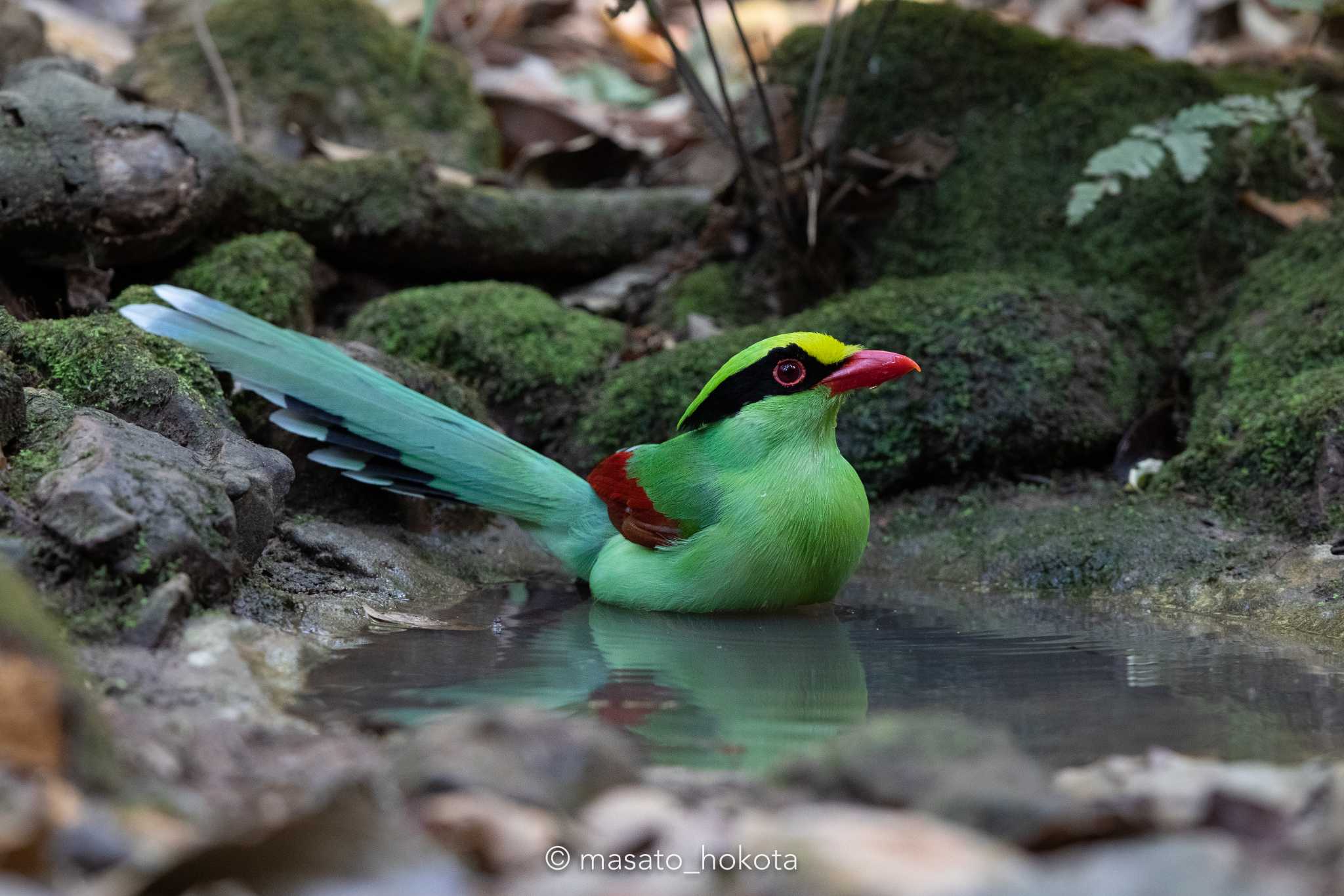 Common Green Magpie