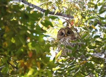 2015年11月15日(日) 光が丘公園の野鳥観察記録