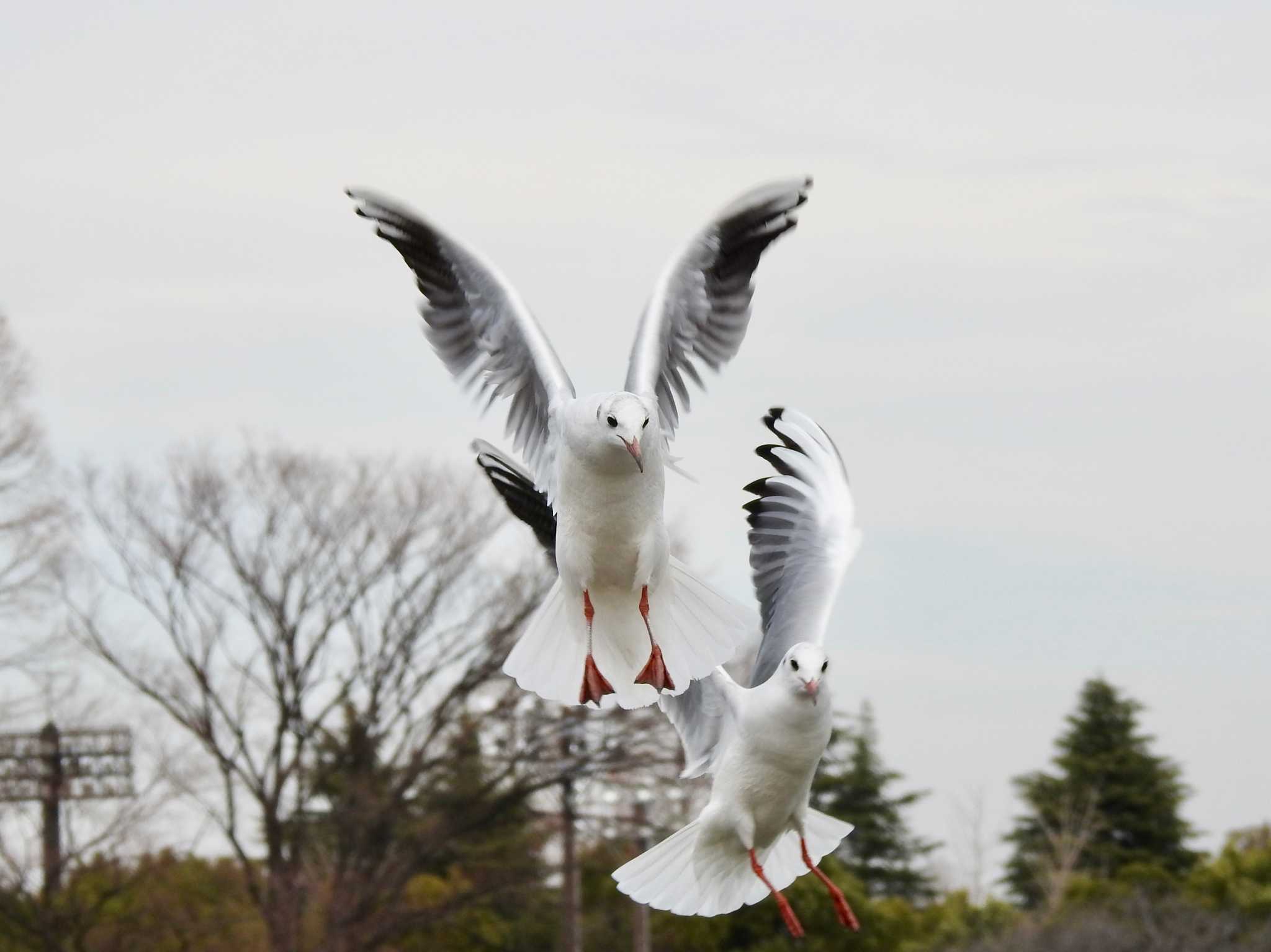 都立浮間公園 ユリカモメの写真 by TK2