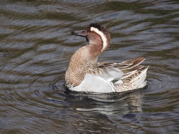 2020年2月22日(土) 野川の野鳥観察記録