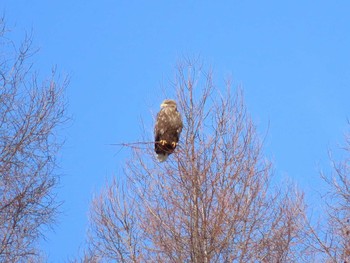 オジロワシ 北海道　空知 2020年2月6日(木)