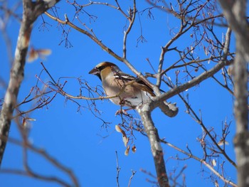 Thu, 2/6/2020 Birding report at 北海道　空知