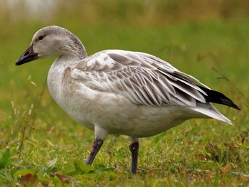 Snow Goose 荒川河川敷 Sat, 11/14/2015