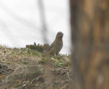 2020年2月22日(土) 渡良瀬遊水地の野鳥観察記録