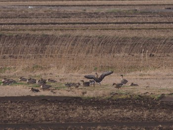 2020年2月22日(土) 稲敷市の野鳥観察記録