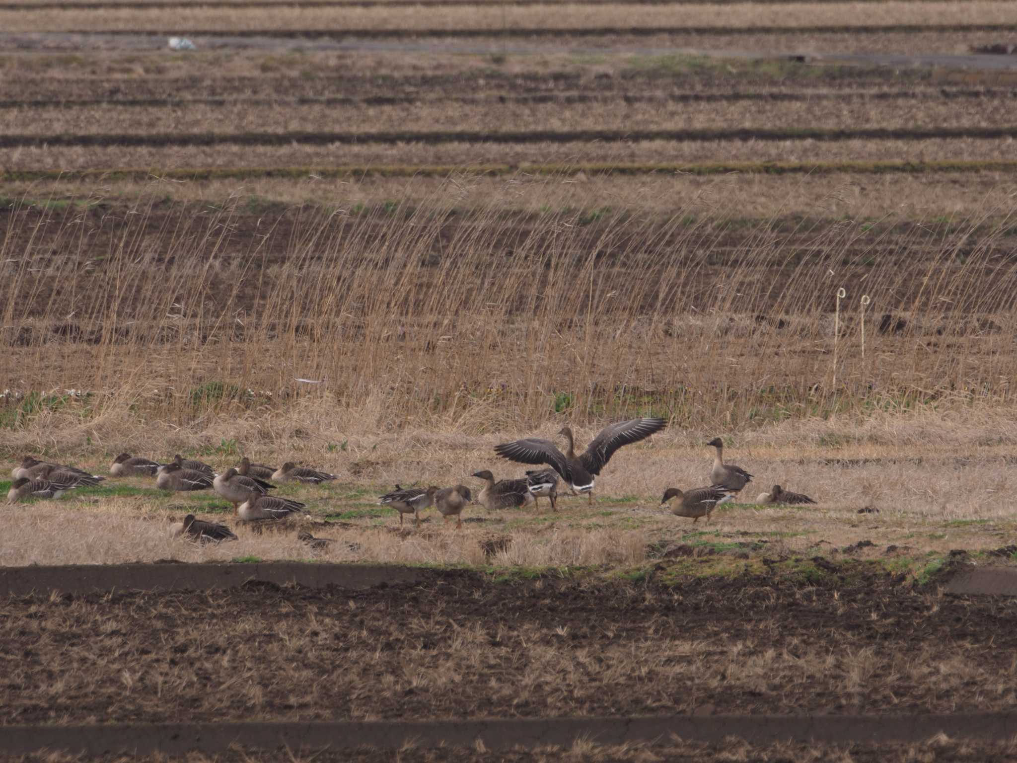 Photo of Taiga Bean Goose at Inashiki by ふなきち